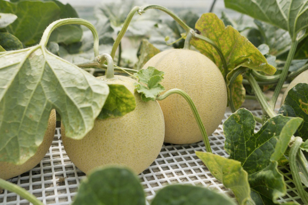 砂丘メロン（青肉）約1.3kg ×2個｜メロンの販売は味の農園