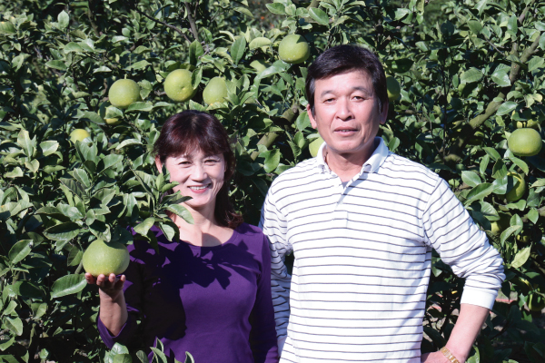 大串さんの土佐文旦 約3kg（87-D） 土佐文旦-ギフト用 販売 通販
