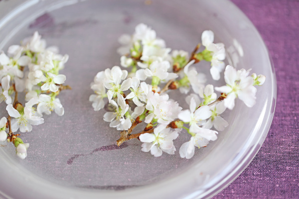 紅彼岸桜 7本×3箱（45-J） 紅彼岸桜 販売 通販 味の農園