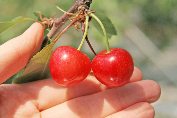 母の日さくらんぼ佐藤錦 化粧箱 約300g｜佐藤錦の販売は味の農園