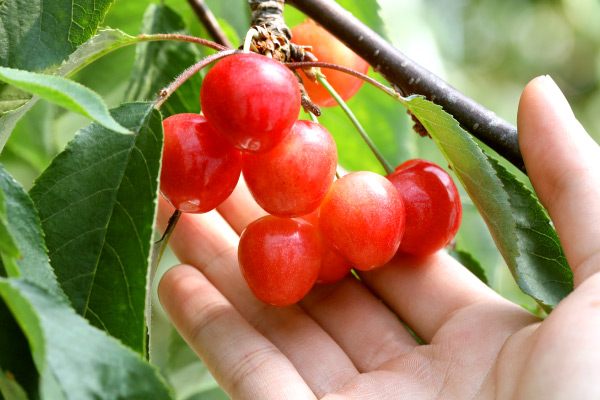 露地栽培 最盛期佐藤錦 桐箱鏡詰約500g 2Lサイズ以上（61-U） 佐藤錦
