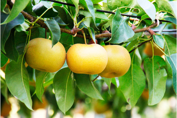 green　幸水梨 香取市産水郷梨」幸水1箱約3kg(8玉～10玉入り) | 千葉県香取市