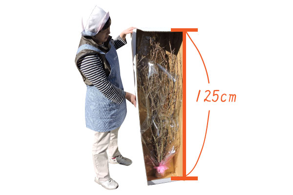 年末啓翁桜（大型）10本セット｜啓翁桜の通販なら味の農園